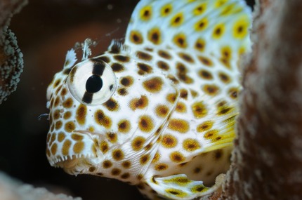 セダカギンポの画像